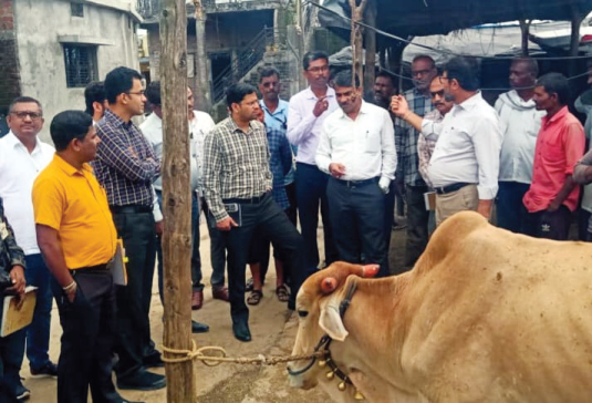 लम्पीसदृष्य लक्षणे आढळलेल्या गावांना जिल्हाधिकाऱ्यांच्या भेटी