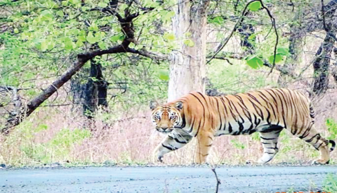 वर्ध्यात प्रथमच “टायगर’ला पिंजराबंद करण्याची वेळ