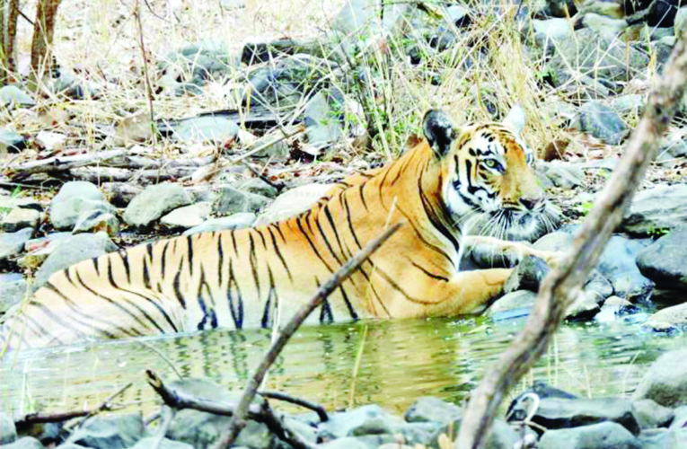 बोर व्याघ्र प्रकल्प मध्य भारतातील वन पर्यटनाचे नवे आकर्षण केंद्र