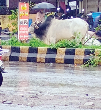 इकडून झाडे लावली, जनावरांनी तिकडून खाल्ले!